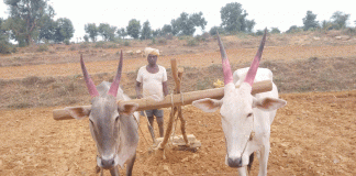 ಕೈಕೊಟ್ಟ ಮುಂಗಾರು : ದಾರಿ ಕಾಣದಾದ ಅನ್ನದಾತ