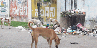 ಹೆಚ್ಚುತ್ತಿರುವ ಬೀದಿನಾಯಿಗಳ ಉಪಟಳ : ಮಕ್ಕಳು ಮಹಿಳೆಯ ಹಿರಿಯರಲ್ಲಿ ಆತಂಕ