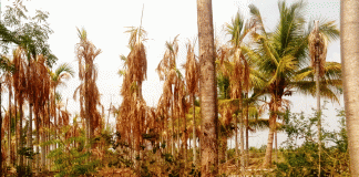 ಕೈಕೊಟ್ಟ ಮುಂಗಾರು : ದಾರಿ ಕಾಣದಾದ ಅನ್ನದಾತ