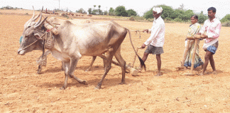 ಸೋನೆ ಮಳೆಗೆ ಬಿತ್ತನೆ ಆರಂಭ