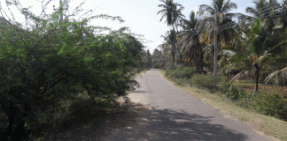 ಗೌಡಗೆರೆ ಕಂಪನಹಳ್ಳಿ ರಸ್ತೆಯ ಜಾಲಿ ಗಿಡ ಕಡಿಯಿರಿ