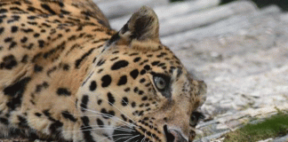 ಚಿತ್ರದುರ್ಗ : ಗ್ರಾಮಸ್ಥರಿಂದ ಚಿರತೆಯ ಹತ್ಯೆ!!