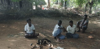 ಬೀದಿ ನಾಯಿಗಳು ಕಚ್ಚಿ 11 ಕುರಿಗಳ ಸಾವು