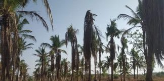 ಶಿರಾ ಭಾಗದ ಬತ್ತಿದ ಅಂತರ್ಜಲಕ್ಕೆ ಇಂಬು ನೀಡದ ವರುಣ