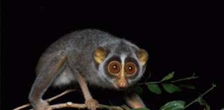 ತುಮಕೂರು ನಗರಕ್ಕೆ ನಡೆದುಬಂದ ಕಾಡುಪಾಪ