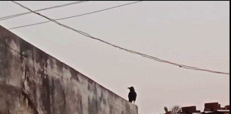 ಕಾಗೆಯ ಸೇಡು? : ಮನೆಯಿಂದ ಹೊರ ಬಂದ್ರೆ ತಲೆಗೇ ಕುಕ್ಕುತ್ತೆ ಈ ಕಾಗೆ.!