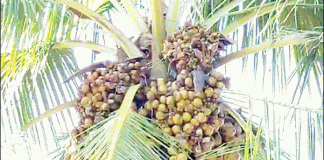 ಐದು ಸಾವಿರ ಕಾಯಿಗಳನ್ನು ಬಿಡುವ ಕಲ್ಪವೃಕ್ಷ!