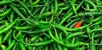 ಏರುತ್ತಿದೆ ಬಿಸಿಲು : ಹಣ್ಣುಗಳು ದುಬಾರಿ