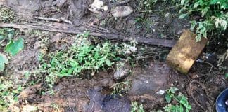 ಶಿರಾ ತಾ. ಕಳ್ಳಂಬೆಳ್ಳ ಕೆರೆ ಏರಿಯಲ್ಲಿ ಮಂಗೆ : ಗ್ರಾಮಸ್ಥರಲ್ಲಿ ಆತಂಕ