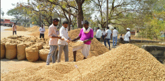 ಶೇಂಗಾ ಬೆಲೆ ಕುಸಿತ; ರೈತ ಕಂಗಾಲು