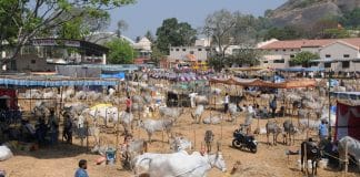 ಸಿದ್ದಗಂಗೆಯಲ್ಲಿ ಗಮನ ಸೆಳೆದ ದನಗಳ ಜಾತ್ರೆ