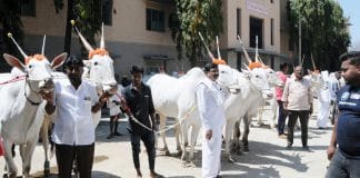 ಸಿದ್ಧಗಂಗೆ ಜಾತ್ರೆ: ಬಹುಮಾನಿತ ರಾಸುಗಳ ಆಯ್ಕೆ