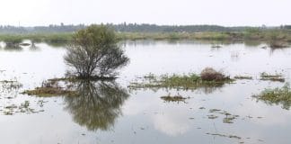 ಘನತ್ಯಾಜ್ಯ ವಿಲೇವಾರಿ ಘಟಕವಾದ ಮರಳೂರು ಕೆರೆ