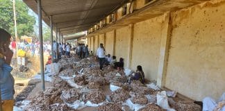 ಬಯಲುಸೀಮೆಯ ಬಂಗಾರದ ಬೆಳೆ ಹುಣಸೆ ಬಗ್ಗೆ ಸರ್ಕಾರ ನಿರ್ಲಕ್ಷ್ಯ