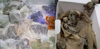 ಬಟ್ಟೆಯೊಳಗೆ 52 ಹಲ್ಲಿ ಮತ್ತು ಹಾವುಗಳನ್ನು ಅಡಗಿಸಿಟ್ಟುಕೊಂಡು ಗಡಿ ದಾಟುತ್ತಿದ್ದ ವ್ಯಕ್ತಿಯ ಬಂಧನ