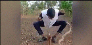 ಮೂರು ನಾಗರಹಾವುಗಳ ಜತೆ ಯುವಕನ ಹುಚ್ಚಾಟ, ನಂತರ ನಡೆದದ್ದು ದುರಂತ!