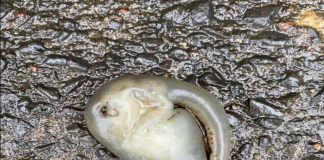 ಆಸ್ಟ್ರೇಲಿಯಾದಲ್ಲಿ ಪತ್ತೆಯಾಯ್ತಾ ಅನ್ಯಗ್ರಹ ಜೀವಿ..? ಕುತೂಹಲ ಕೆರಳಿಸಿದೆ ಈ ಫೋಟೋ