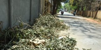 ನಗರದಲ್ಲಿ ಮರಗಳ ಮಾರಣ ಹೋಮ