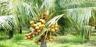 ಘೋಷಣೆಗಷ್ಟೇ ಸೀಮಿತವಾಯ್ತೆ ತೆಂಗು ಆಧಾರಿತ ಕೈಗಾರಿಕಾ ಪಾರ್ಕ್