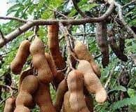 ಬಯಲುಸೀಮೆಯ ಬಂಗಾರದ ಬೆಳೆ ಹುಣಸೆ ಬಗ್ಗೆ ಸರ್ಕಾರದ ನಿರ್ಲಕ್ಷ್ಯ