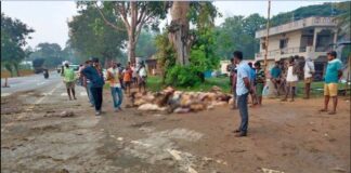 ಕುರಿ ಮಂದೆ ಮೇಲೆ ಹರಿದ ಕ್ಯಾಂಟರ್: 70ಕ್ಕೂ ಹೆಚ್ಚು ಕುರಿಗಳ ಸಾವು