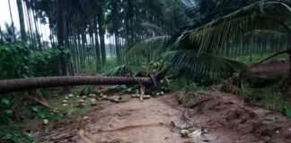 ರಭಸದ ಗಾಳಿ ಮಳೆಗೆ ನೆಲಕ್ಕುರುಳಿದ ಮರಗಳು ಮೈಲನಹಟ್ಟಿ ಸುತ್ತಮುತ್ತ ಮನೆಗಳಿಗೂ ಹಾನಿ : ಅಪಾರ ನಷ್ಟ