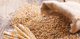 ದೇಶದಲ್ಲಿ ಬೆಲೆ ಏರಿಕೆ ಹತ್ತಿಕ್ಕಲು ಗೋಧಿ ರಫ್ತನ್ನೇ ನಿಲ್ಲಿಸಿದ ಕೇಂದ್ರ.. ಈರುಳ್ಳಿ ಬೀಜಕ್ಕೆ ಗ್ರೀನ್ ಸಿಗ್ನಲ್!