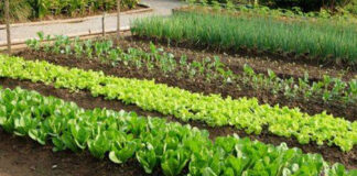 ಹೆಂಡತಿಯ ಸಮಾದಿ ಮೇಲೆ ತರಕಾರಿ ಬೆಳೆದ ಭೂಪ…!