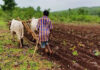 ಅರಣ್ಯ ಭೂಮಿ ಉಳುವವರಿಗೆ ಸಿಹಿಸುದ್ದಿ …!