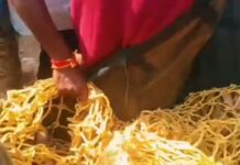 ಆಪರೇಷನ್ ಟೈಗರ್ ಸಕ್ಸಸ್: ಹುಲಿರಾಯ ಸೆರೆ- ಮೈಸೂರಿಗೆ ರವಾನೆ