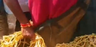 ಆಪರೇಷನ್ ಟೈಗರ್ ಸಕ್ಸಸ್: ಹುಲಿರಾಯ ಸೆರೆ- ಮೈಸೂರಿಗೆ ರವಾನೆ