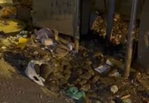 ಬೆಂಗಳೂರು ಜನರ ಗೋಳು ಕೇಳೋರು ಯಾರು? : ನಗರದ ಬೀದಿ ಬದಿಯ ಕಸದ ರಾಶಿಗಳಲ್ಲಿ ಇಲಿಗಳ ರಾಶಿ